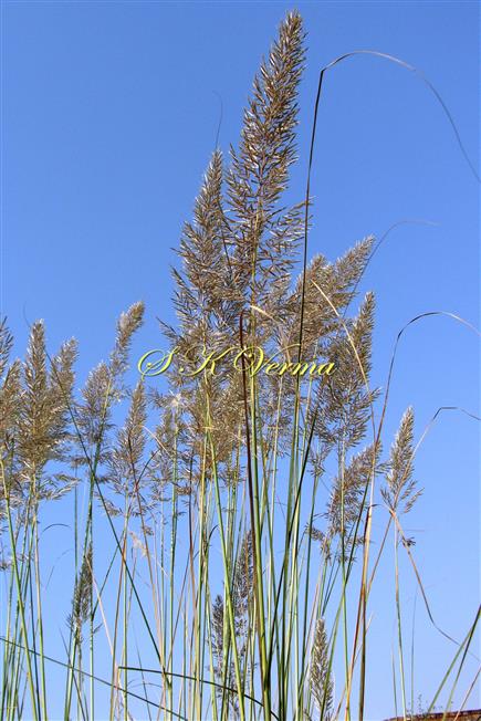  Inflorescences (Panicles)